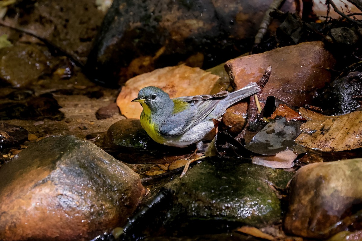 Northern Parula - ML651309629