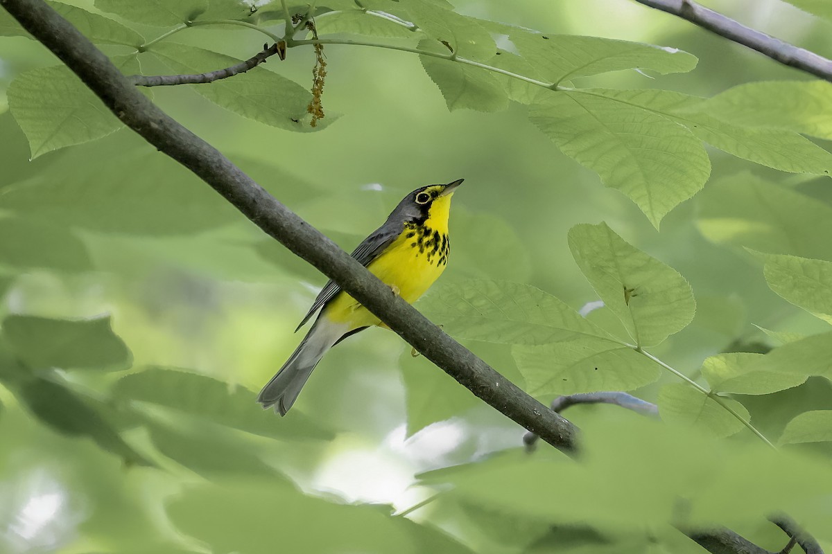 Canada Warbler - ML651309643