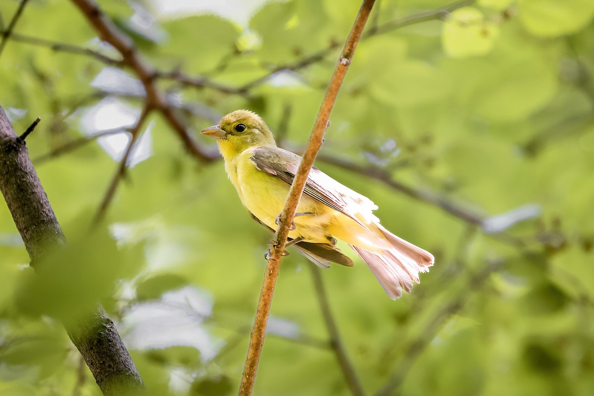 Scarlet Tanager - ML651309717