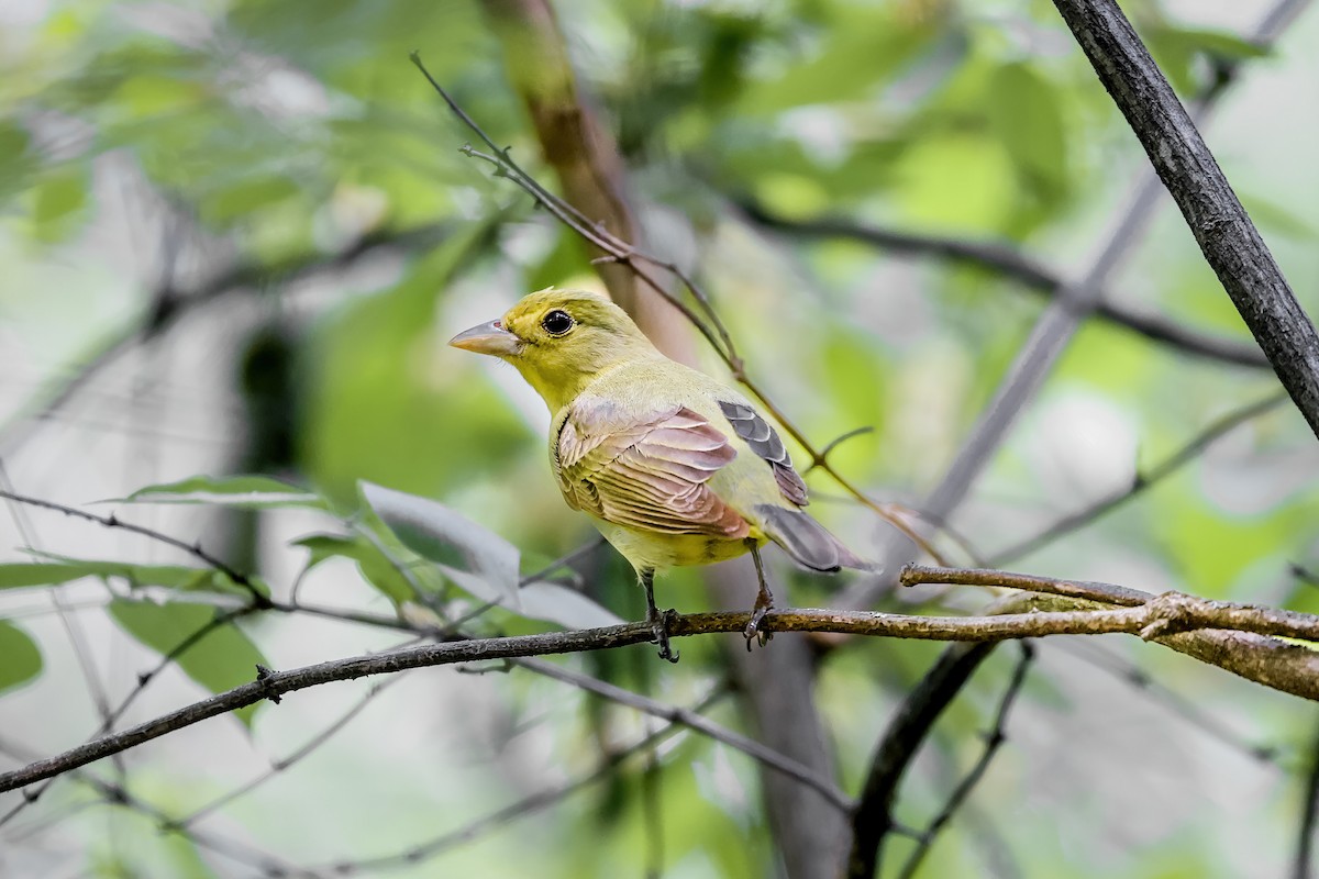 Scarlet Tanager - ML651309718