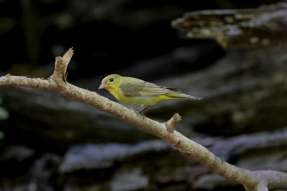 Scarlet Tanager - ML651309719