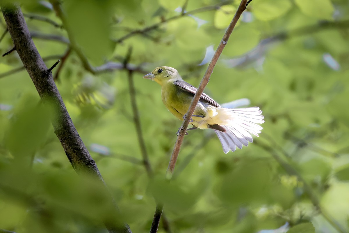 Scarlet Tanager - ML651309720