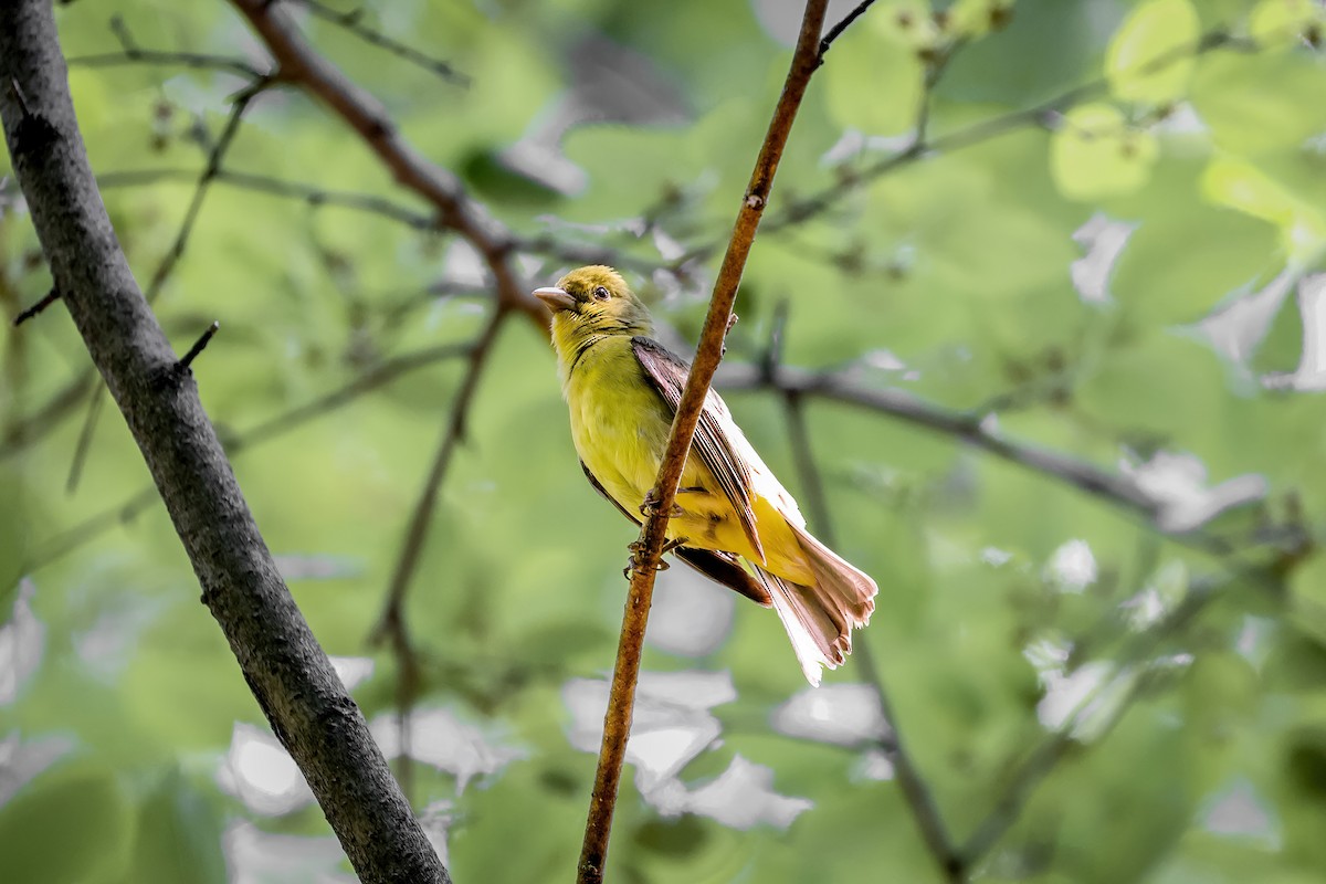 Scarlet Tanager - ML651309721