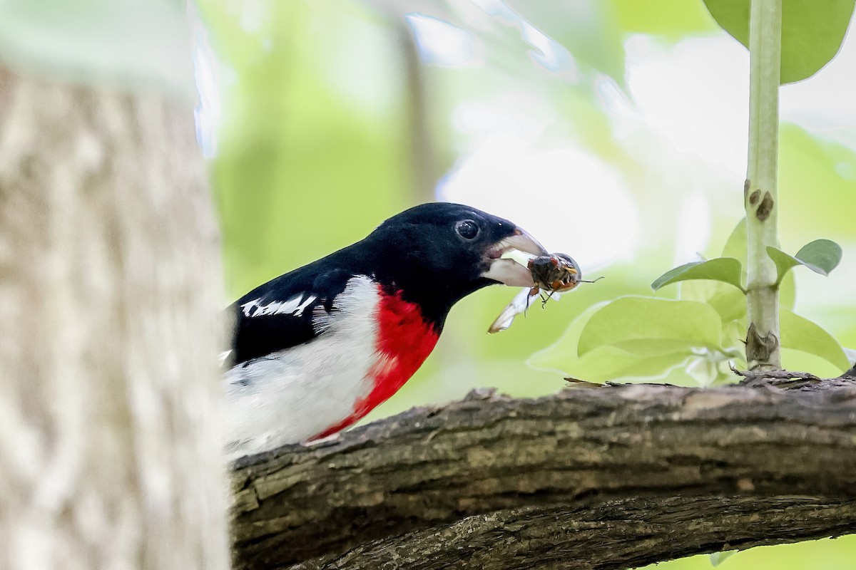 Rose-breasted Grosbeak - ML651309751
