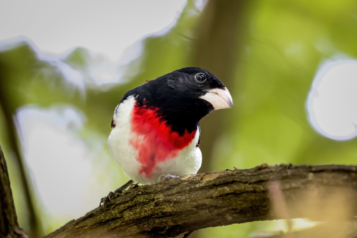 Rose-breasted Grosbeak - ML651309752