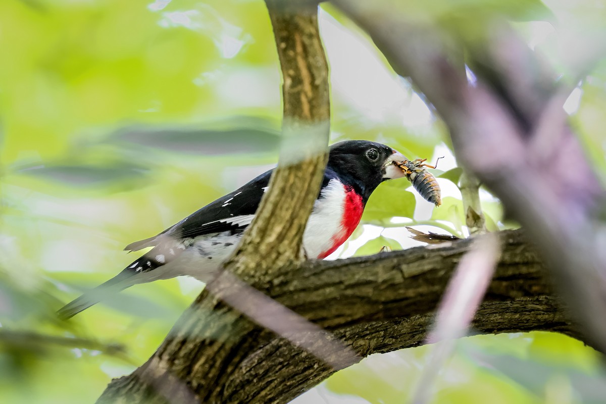 Rose-breasted Grosbeak - ML651309753