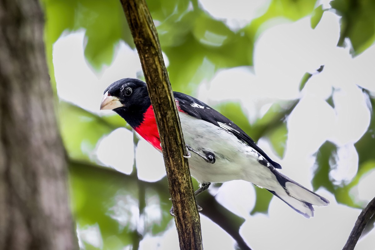 Rose-breasted Grosbeak - ML651309754