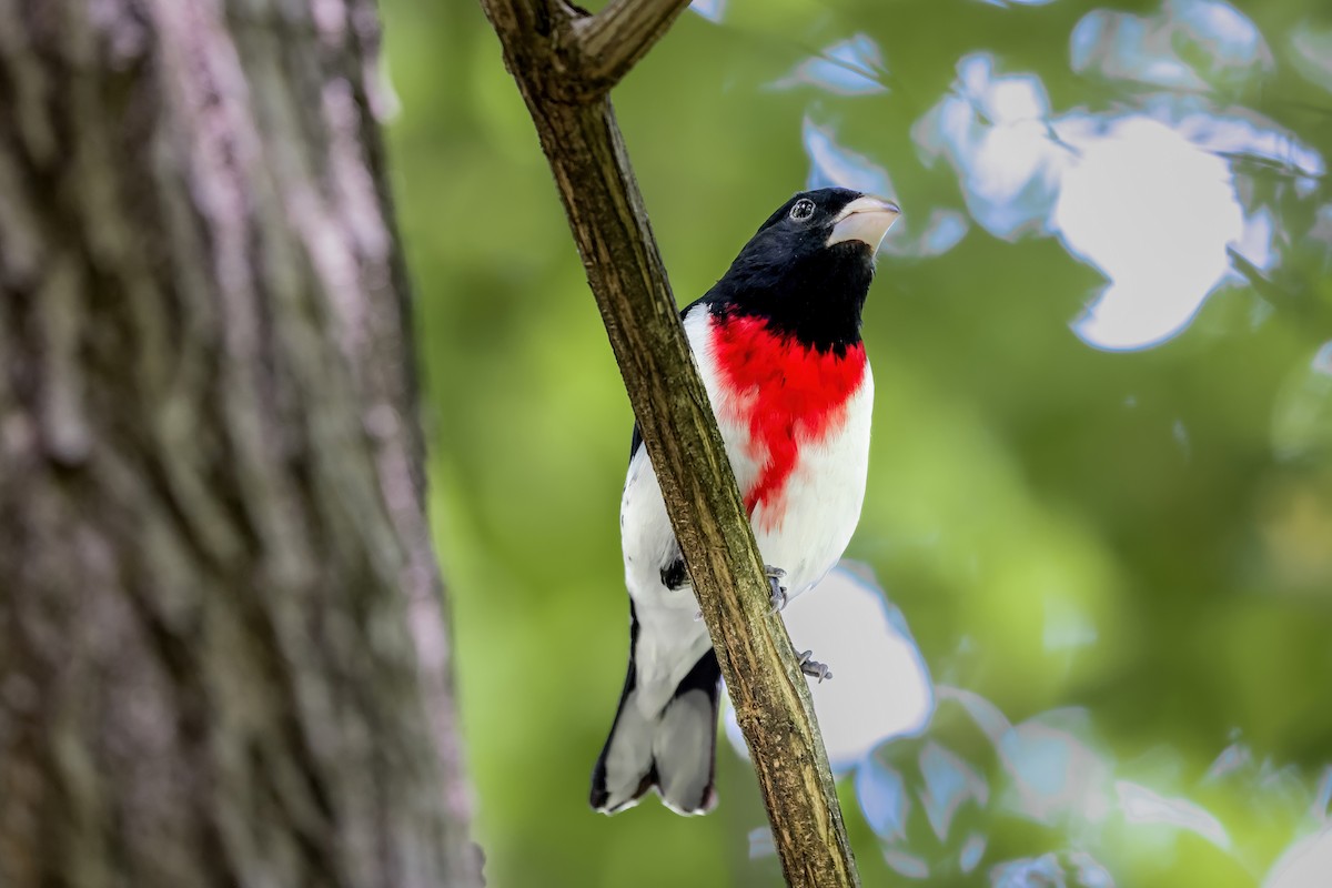 Rose-breasted Grosbeak - ML651309755
