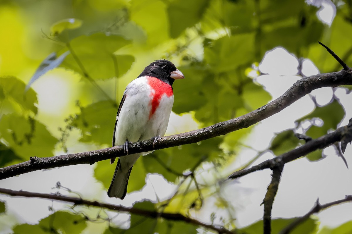 Rose-breasted Grosbeak - ML651309777