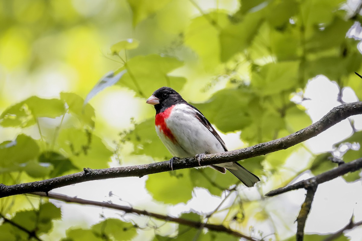 Rose-breasted Grosbeak - ML651309778