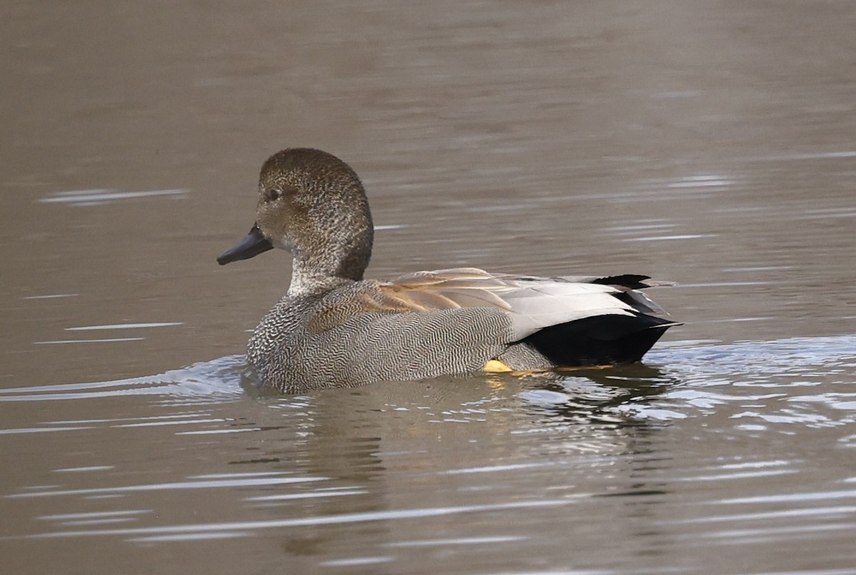 Canapiglia - ML651309800