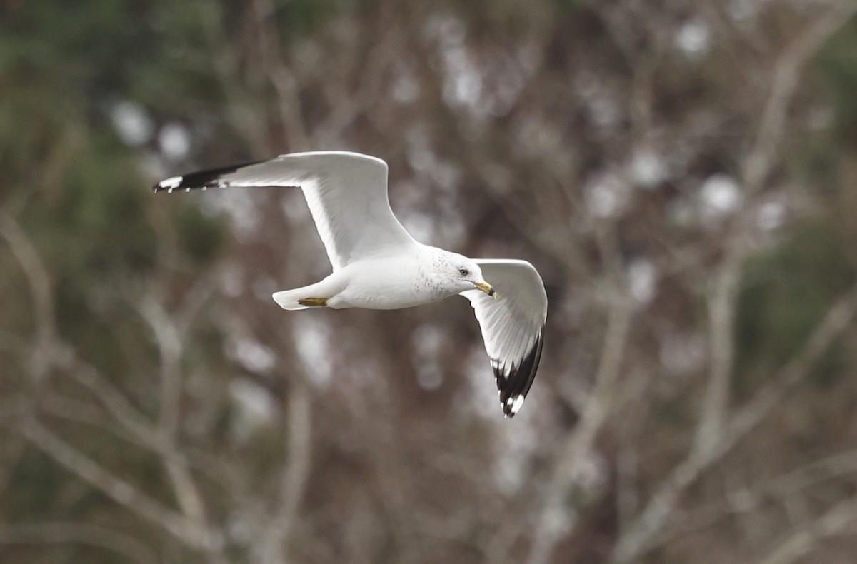 Gavina americana - ML651309881