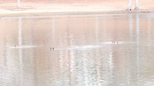 Mestolone - ML651310454