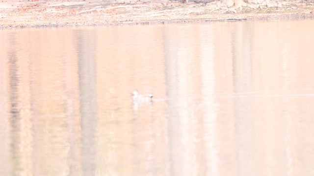 Canapiglia - ML651310591