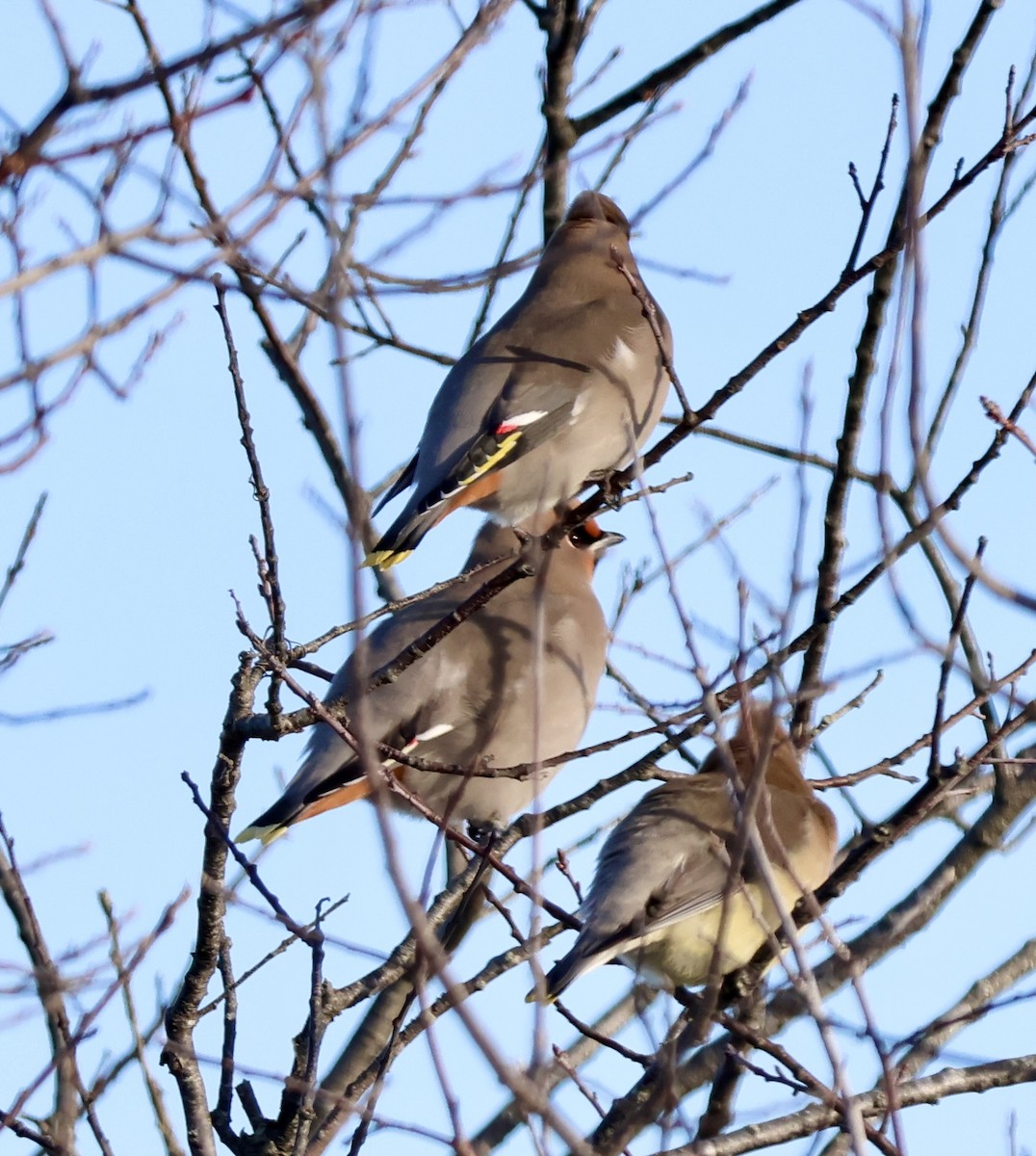 brkoslav severní - ML651310607