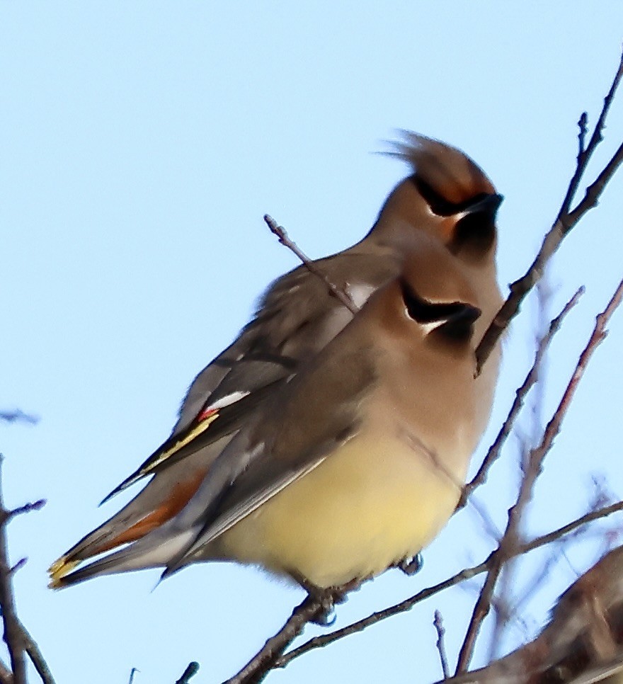 brkoslav americký - ML651310614