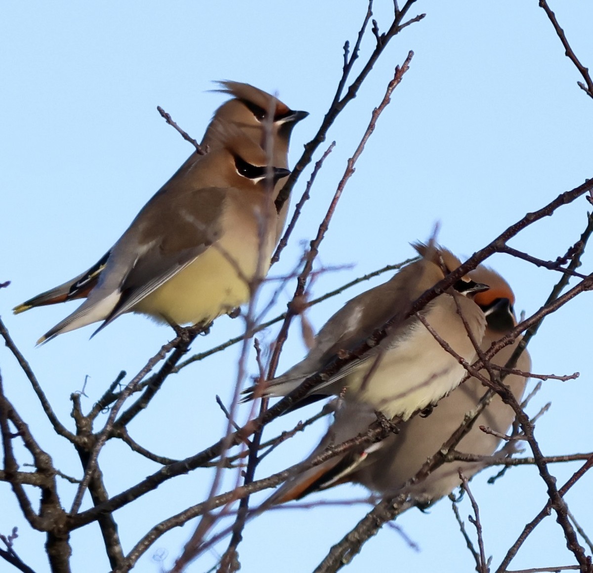 brkoslav americký - ML651310620