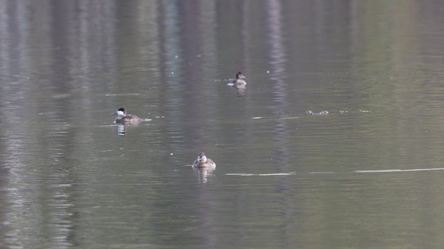 Gobbo della Giamaica - ML651310680