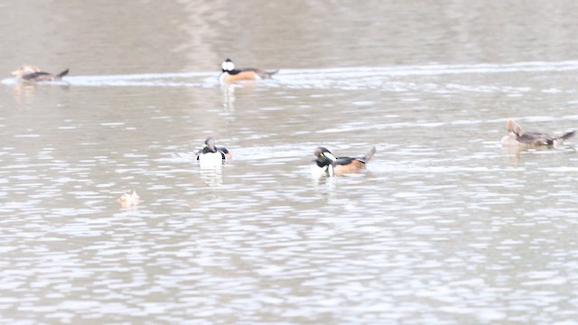 Smergo dal cappuccio - ML651310731