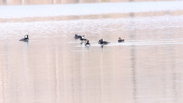 Smergo dal cappuccio - ML651310737