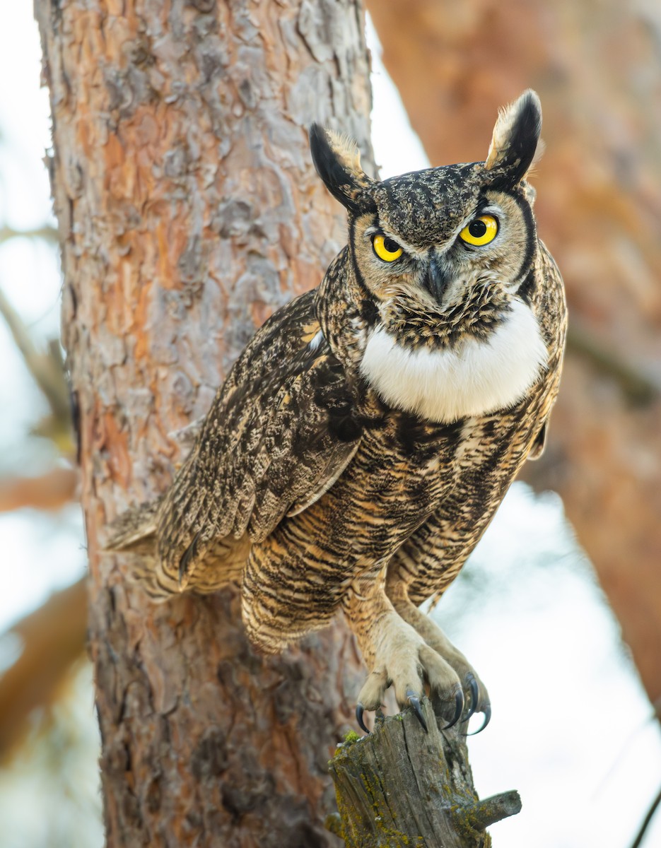 Great Horned Owl (Northern) - ML651311230