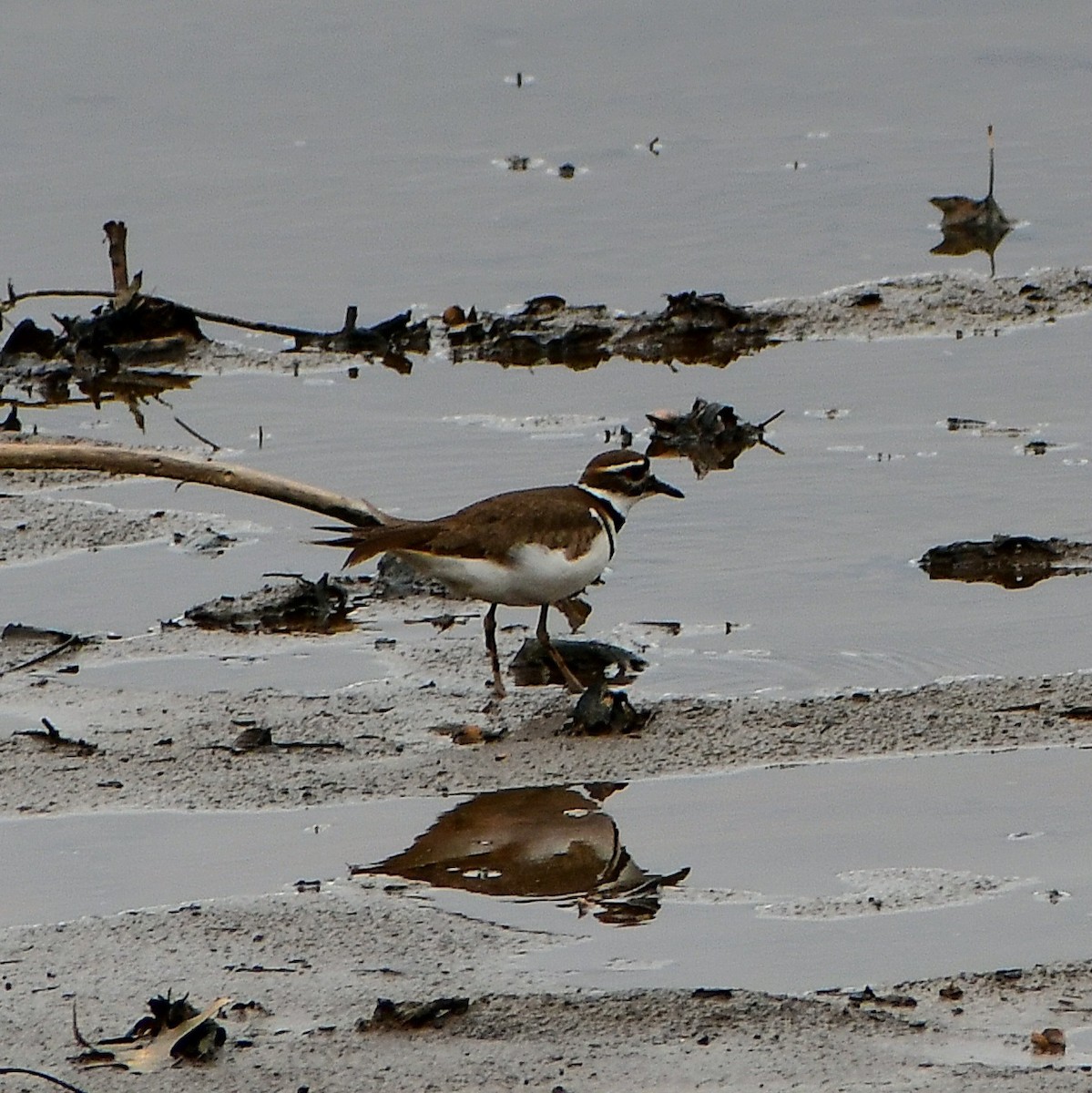 Killdeer - ML651314347