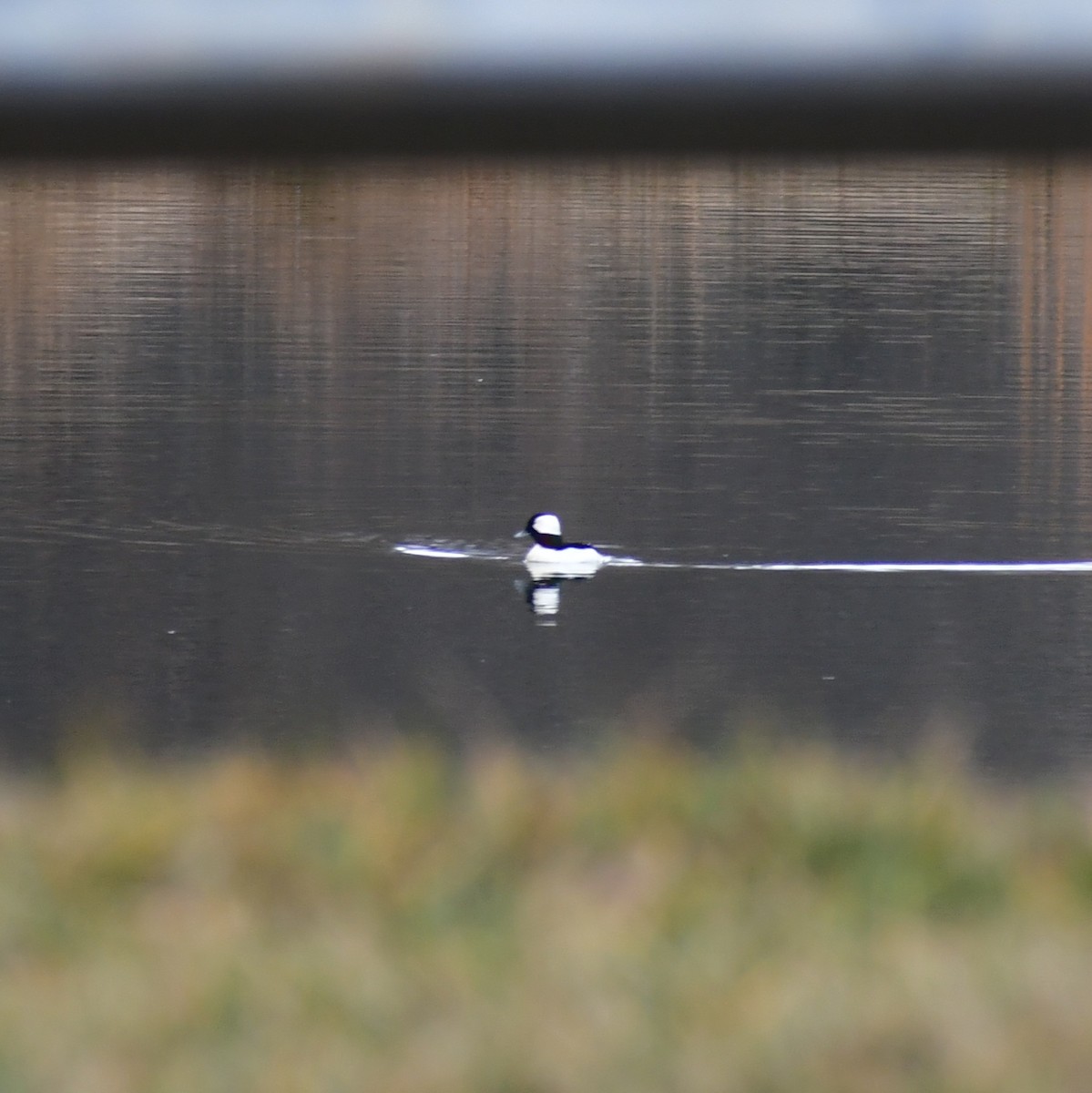 Bufflehead - ML651314355