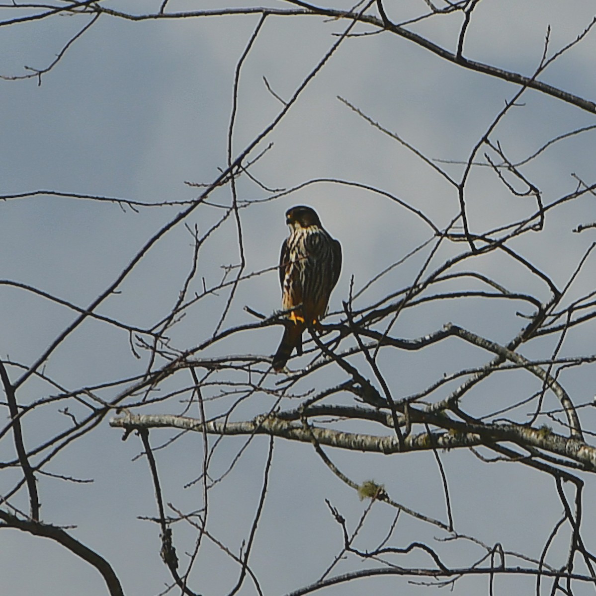 Хайргууна шонхор - ML651314357