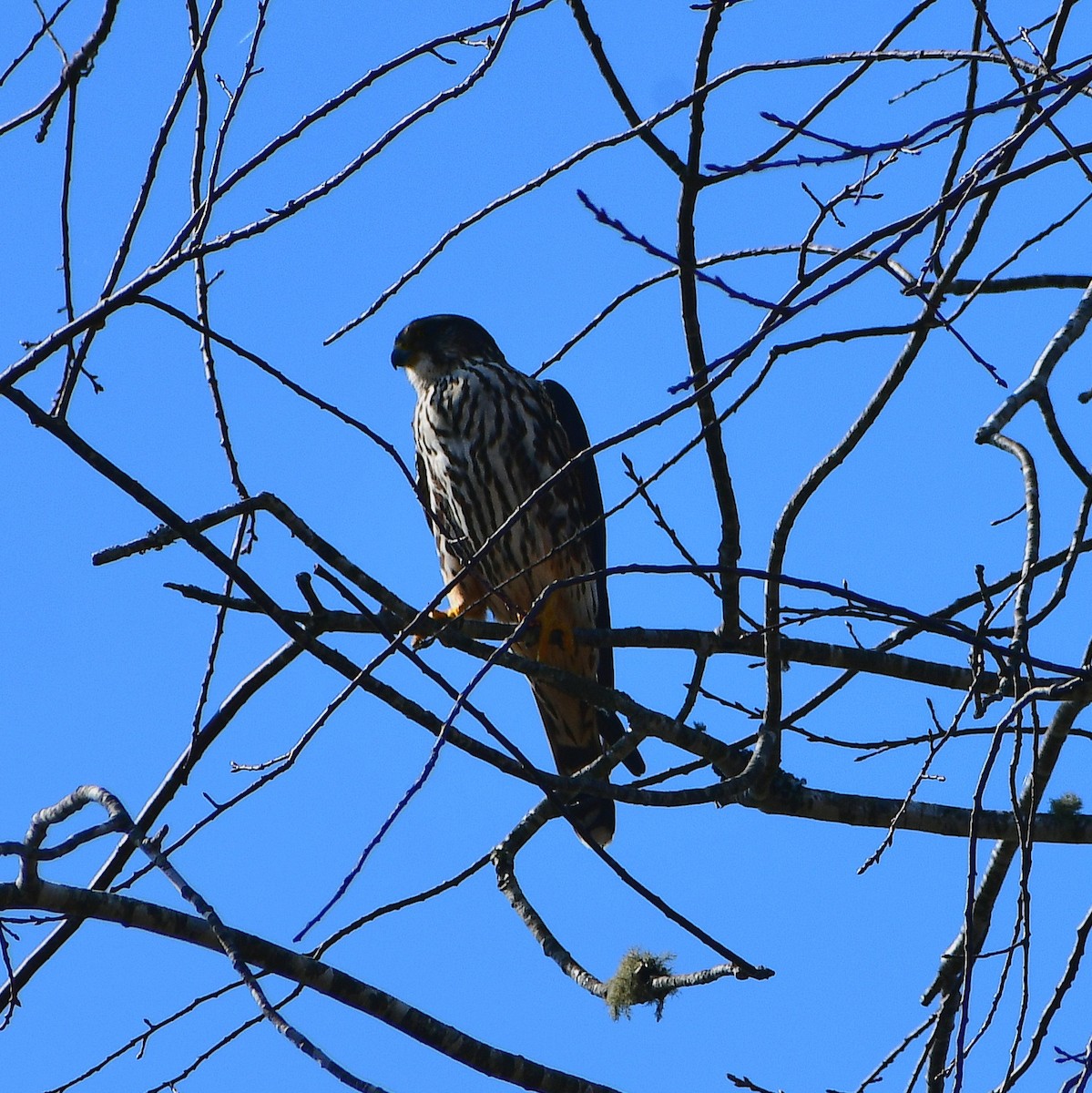 Хайргууна шонхор - ML651314360