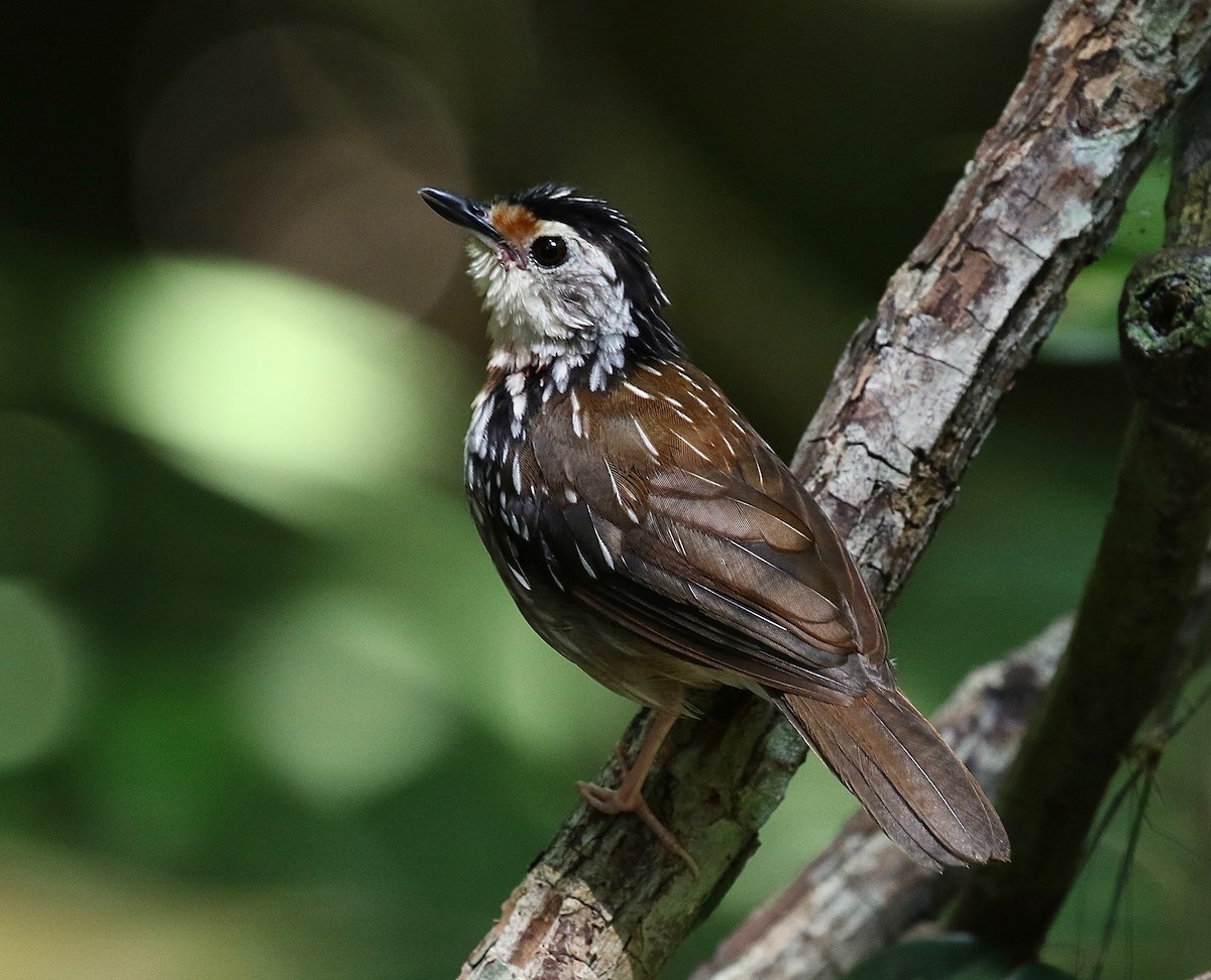 Striped Wren-Babbler - Craig Robson