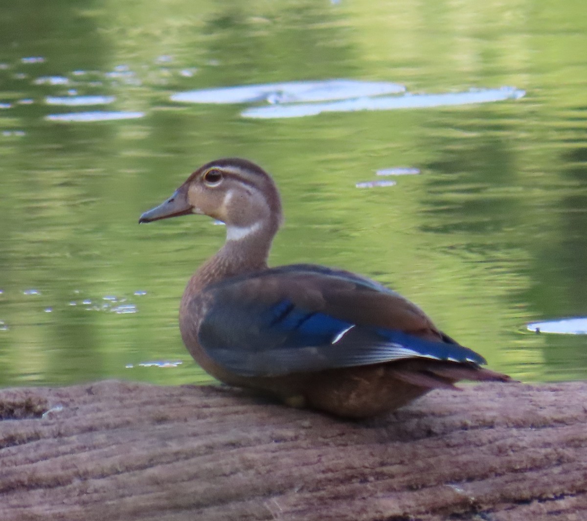 Wood Duck - ML651316842