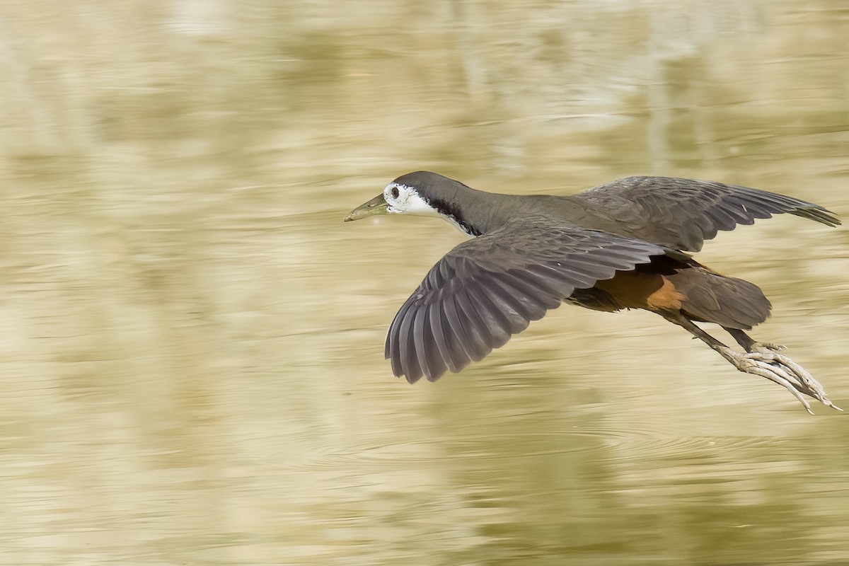White-breasted Waterhen - ML651318541
