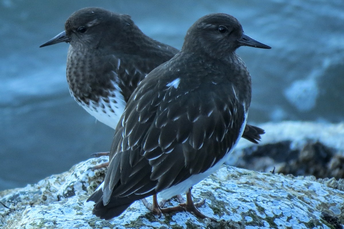 svartsteinvender - ML651318894