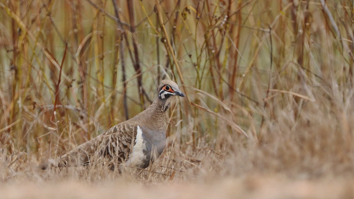 Squatter Pigeon - ML65131941