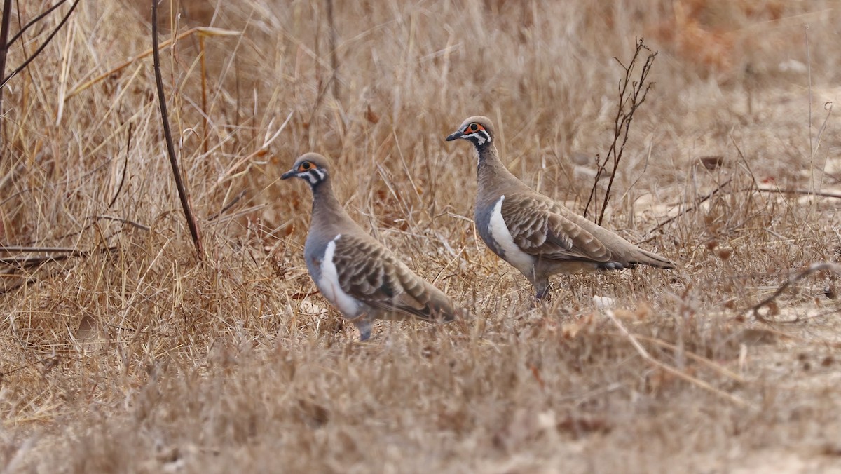 Squatter Pigeon - ML65131951