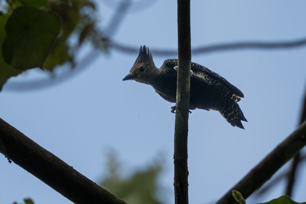 ヒメカレハゲラ - ML651320295