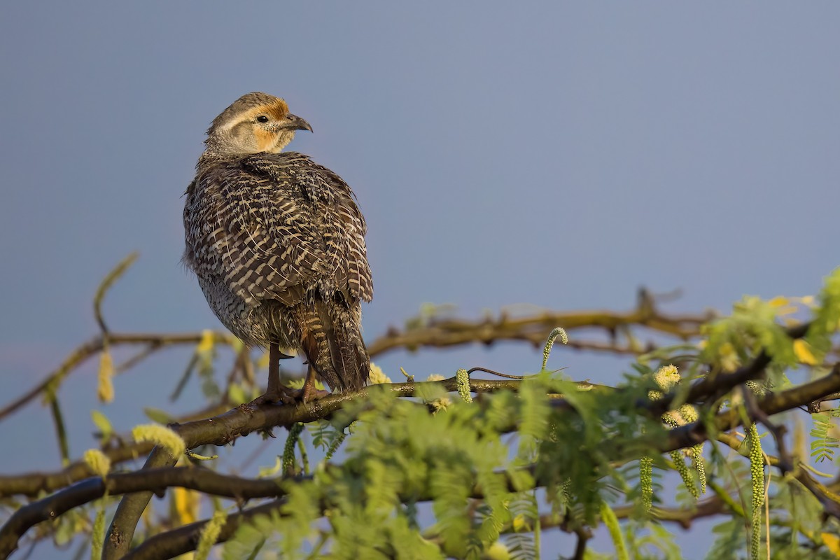 Gray Francolin - ML651320790