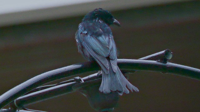 Drongo à crinière - ML651321249