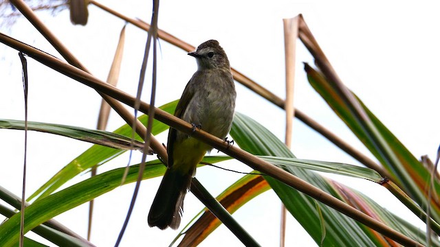 hvitfjesbylbyl - ML651321323