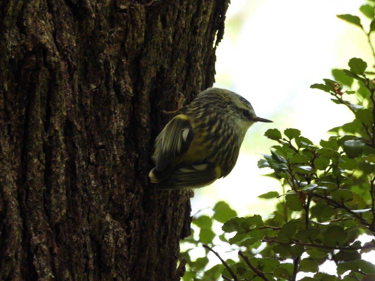 skogklatresmett - ML651321584