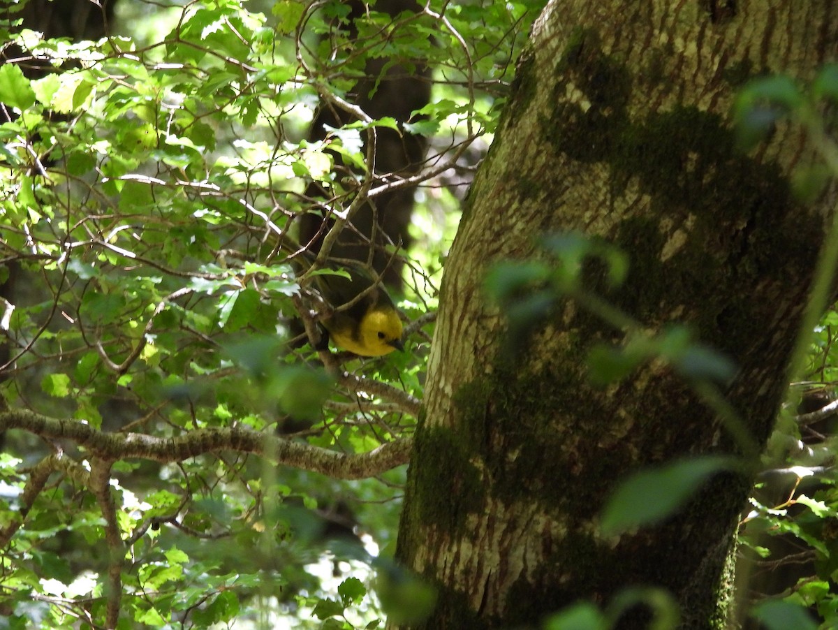 gulhodemohua - ML651321615