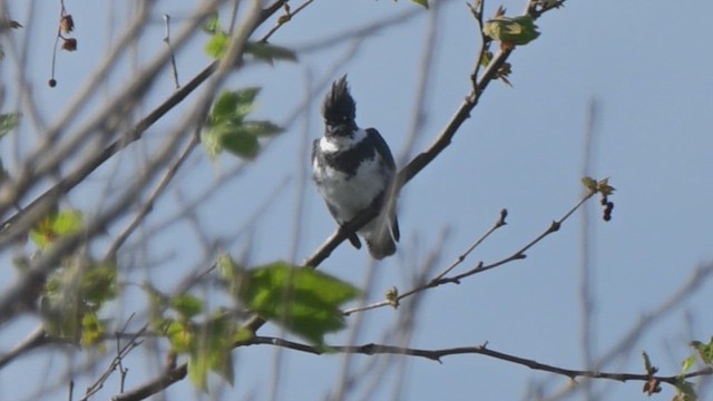 שלדג אמריקני - ML651321876