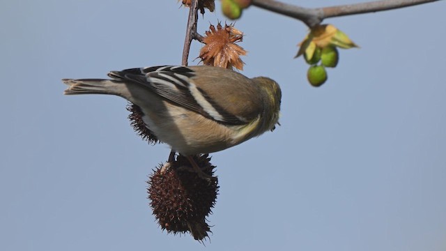 čížek žlutý - ML651321881