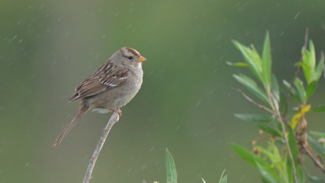 White-crowned Sparrow - ML651322022