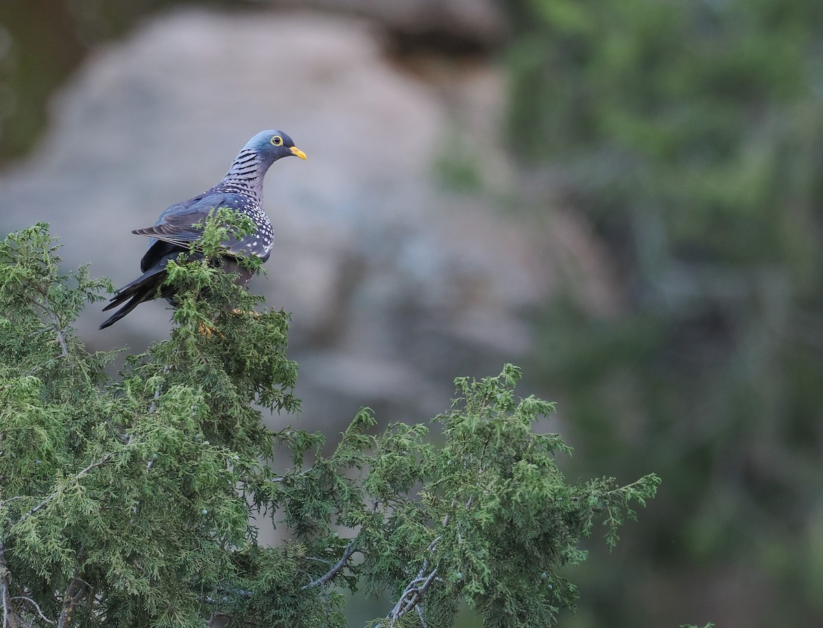 Rameron Pigeon - ML651322031