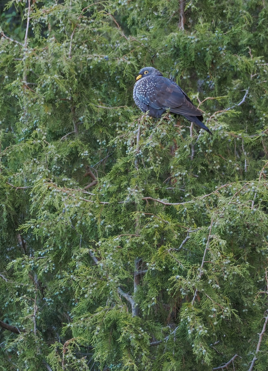 Rameron Pigeon - ML651322032