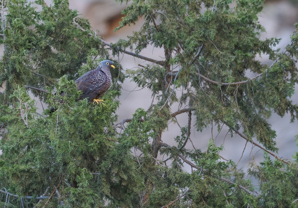 Rameron Pigeon - ML651322033