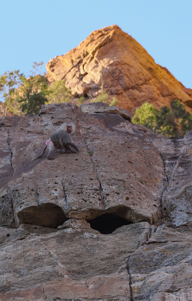 Hamadryas Baboon - ML651322036