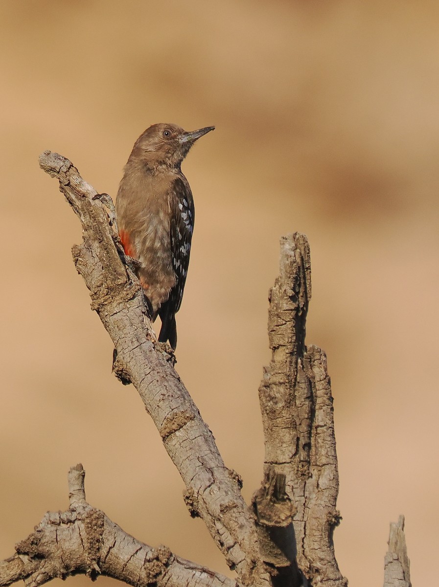 arabiaspett - ML651322273