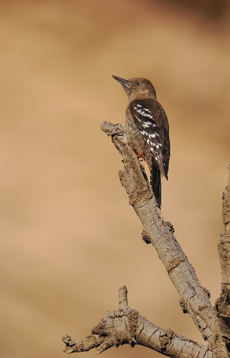 arabiaspett - ML651322274